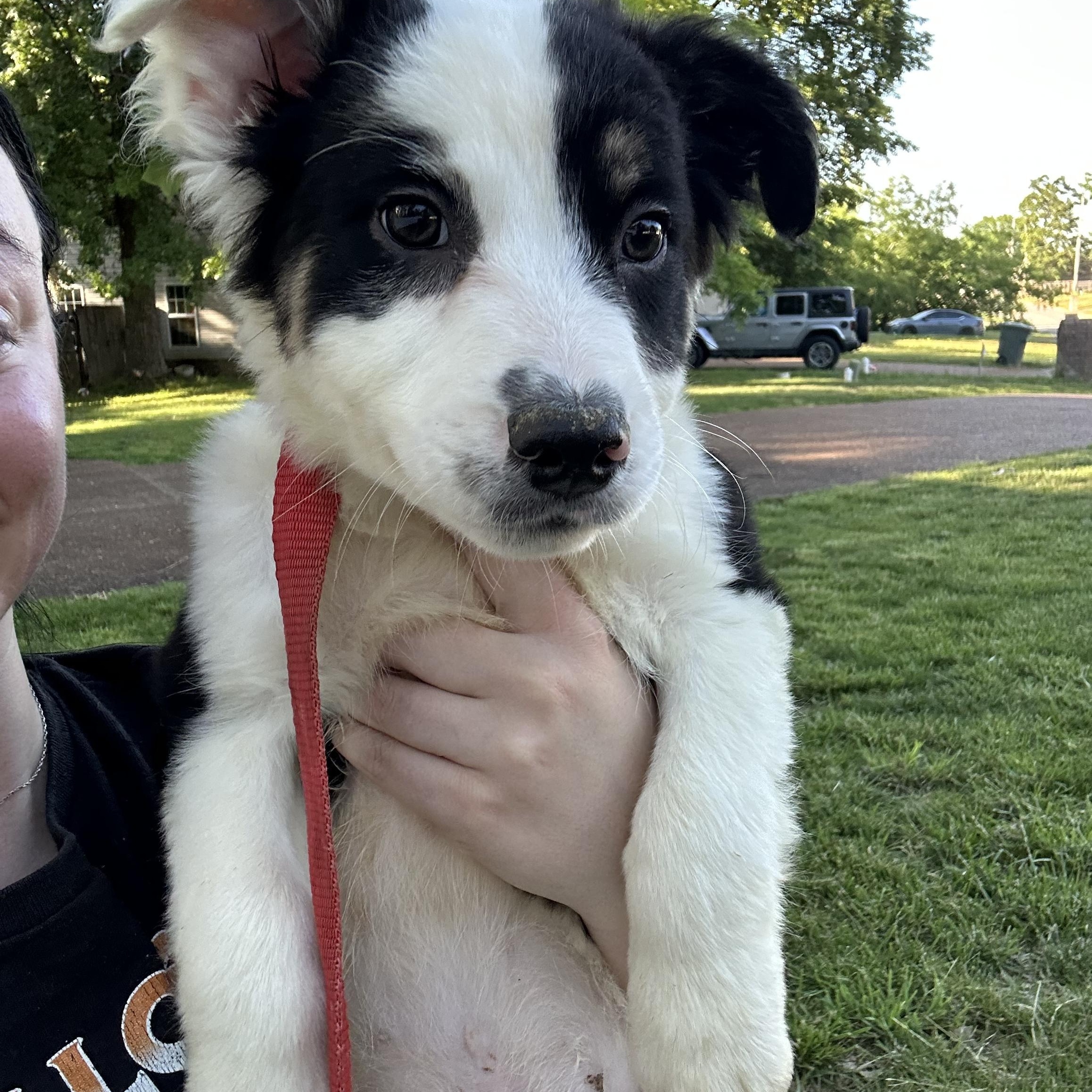 Enlarge Huckleberry (Tombstone Litter), a Adoptable mixed breed in Mount Juliet, TN image 4/6
