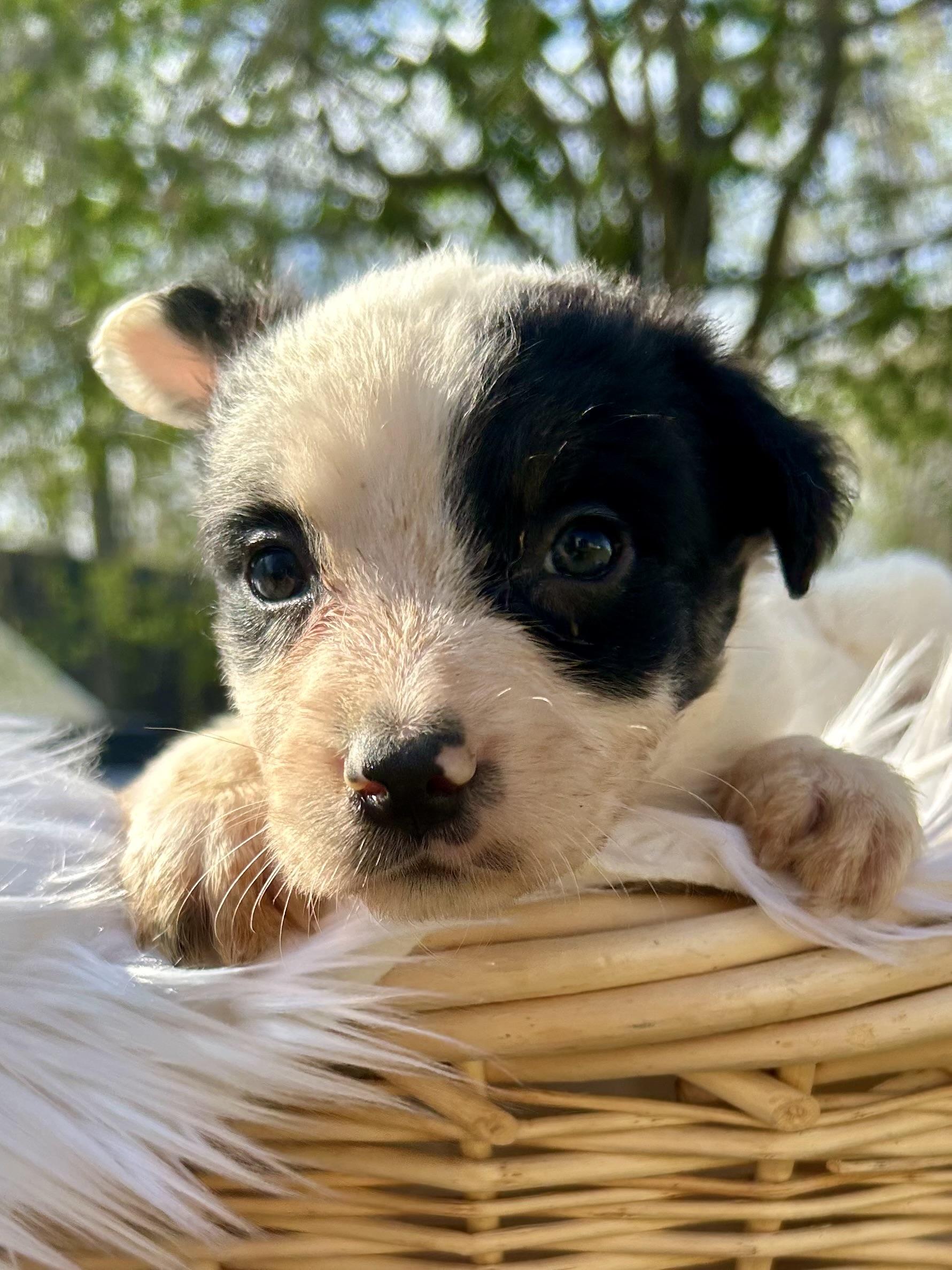 Enlarge Huckleberry (Tombstone Litter), a Adoptable mixed breed in Mount Juliet, TN image 3/6