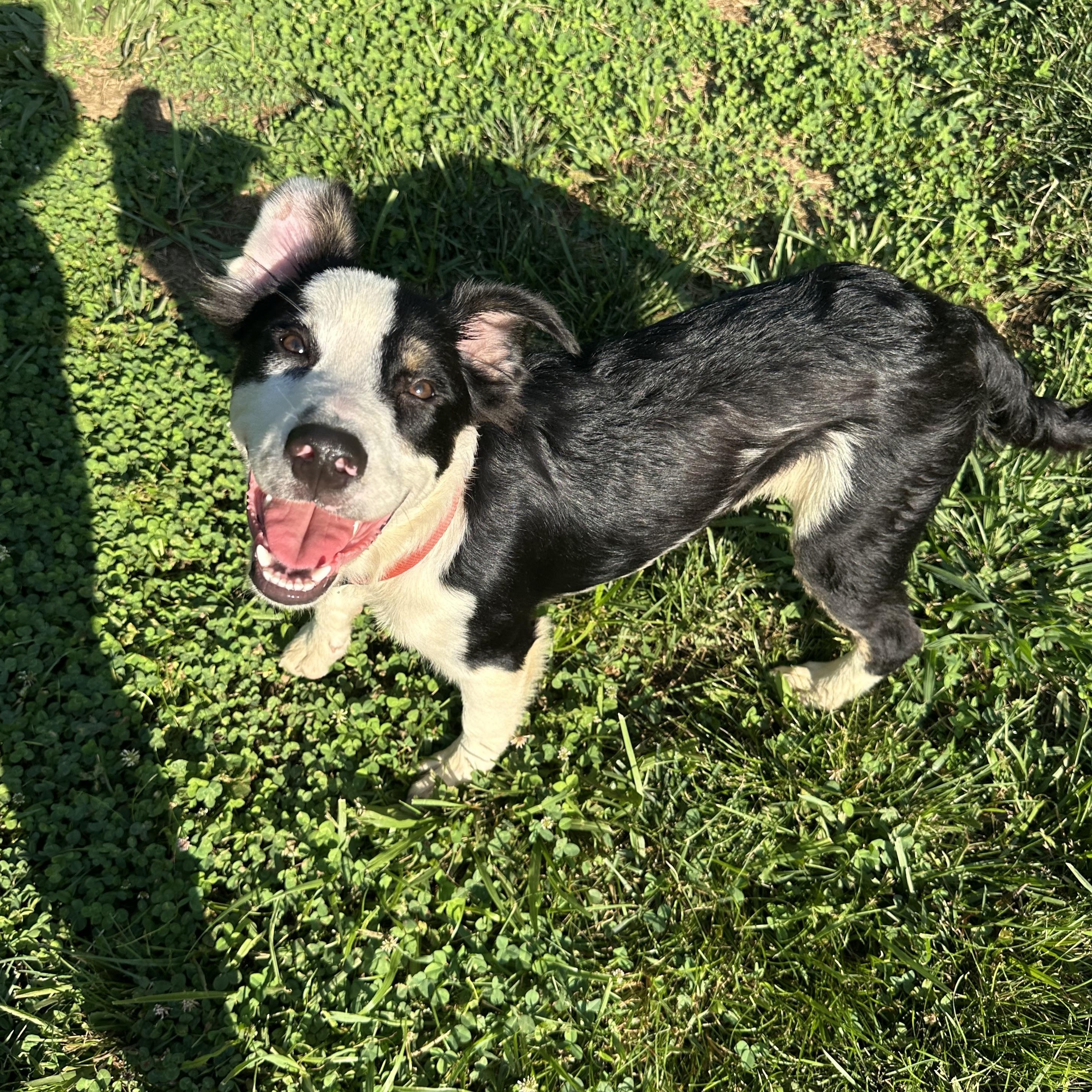 Enlarge Huckleberry (Tombstone Litter), a Adoptable mixed breed in Mount Juliet, TN image 2/6
