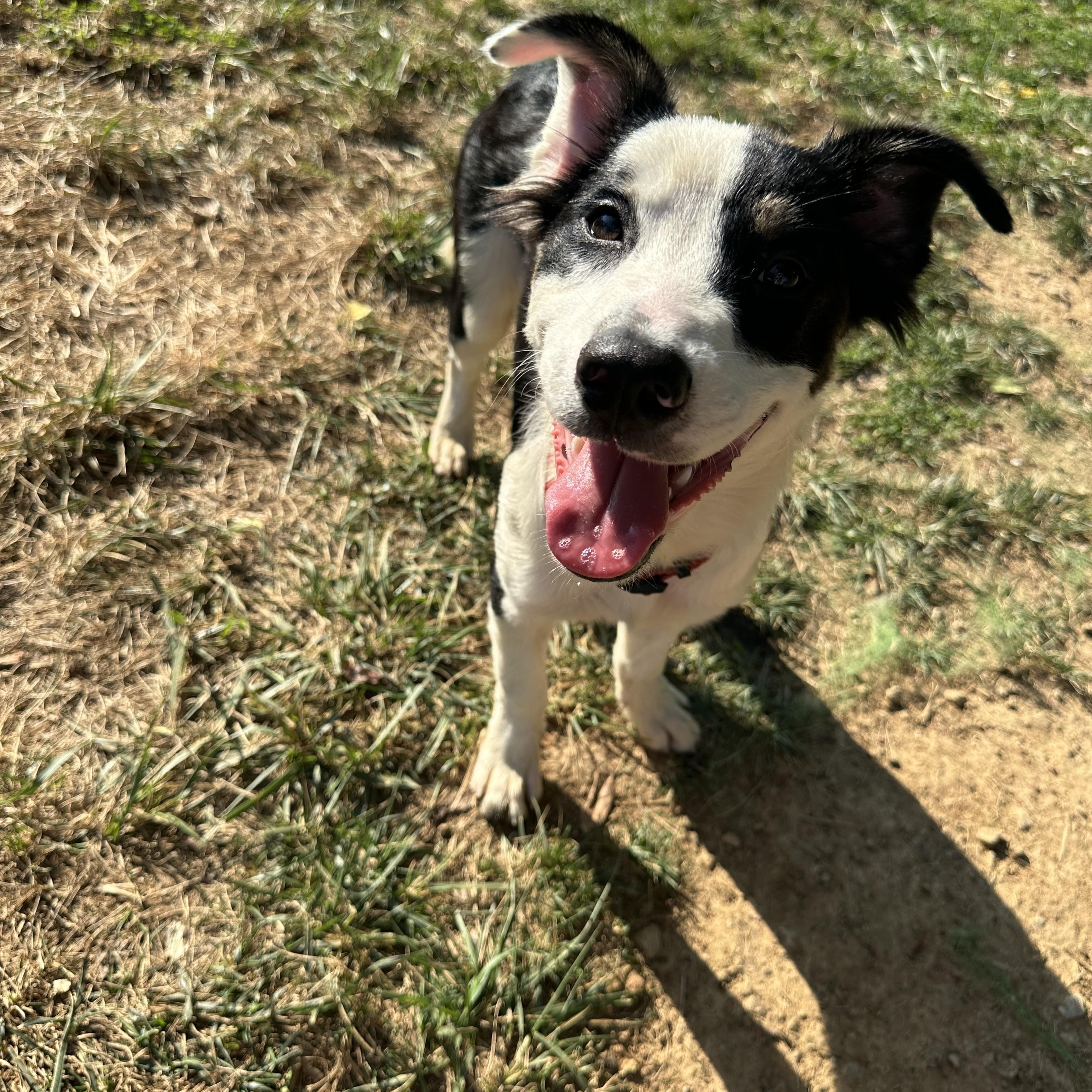 Enlarge Huckleberry (Tombstone Litter), a Adoptable mixed breed in Mount Juliet, TN image 6/6