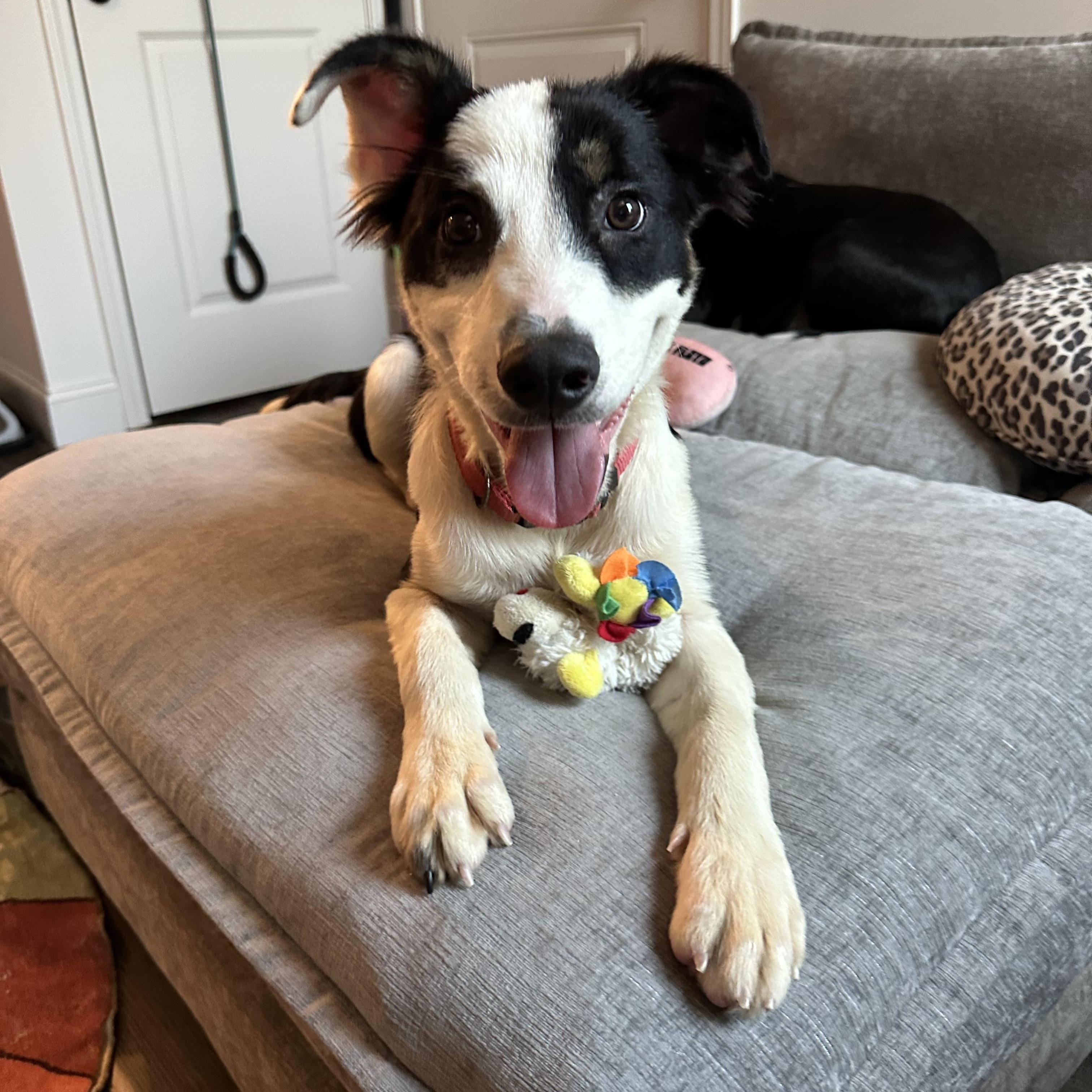 Enlarge Huckleberry (Tombstone Litter), a Adoptable mixed breed in Mount Juliet, TN image 1/6