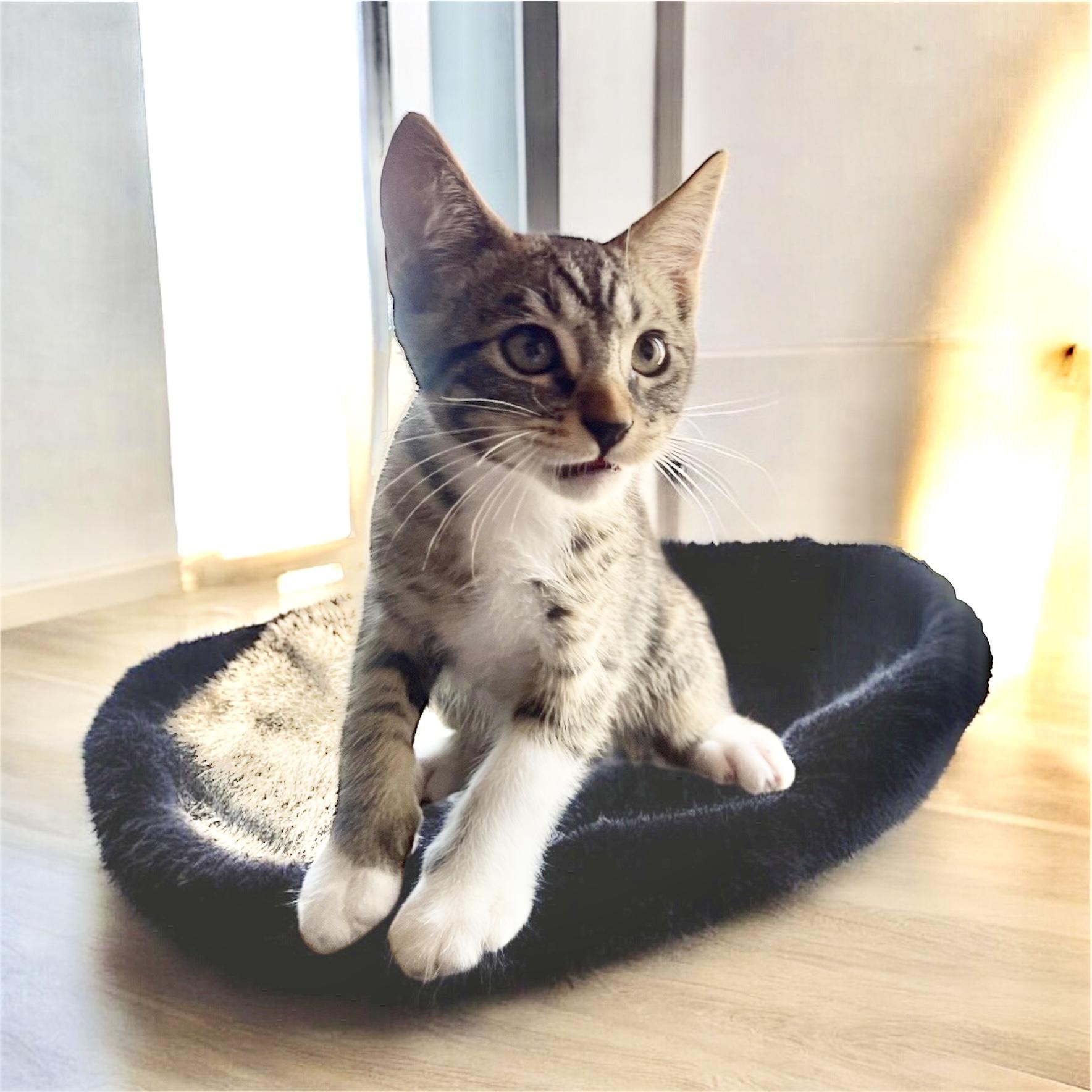 BreadWinner Domestic Short Hair Cat