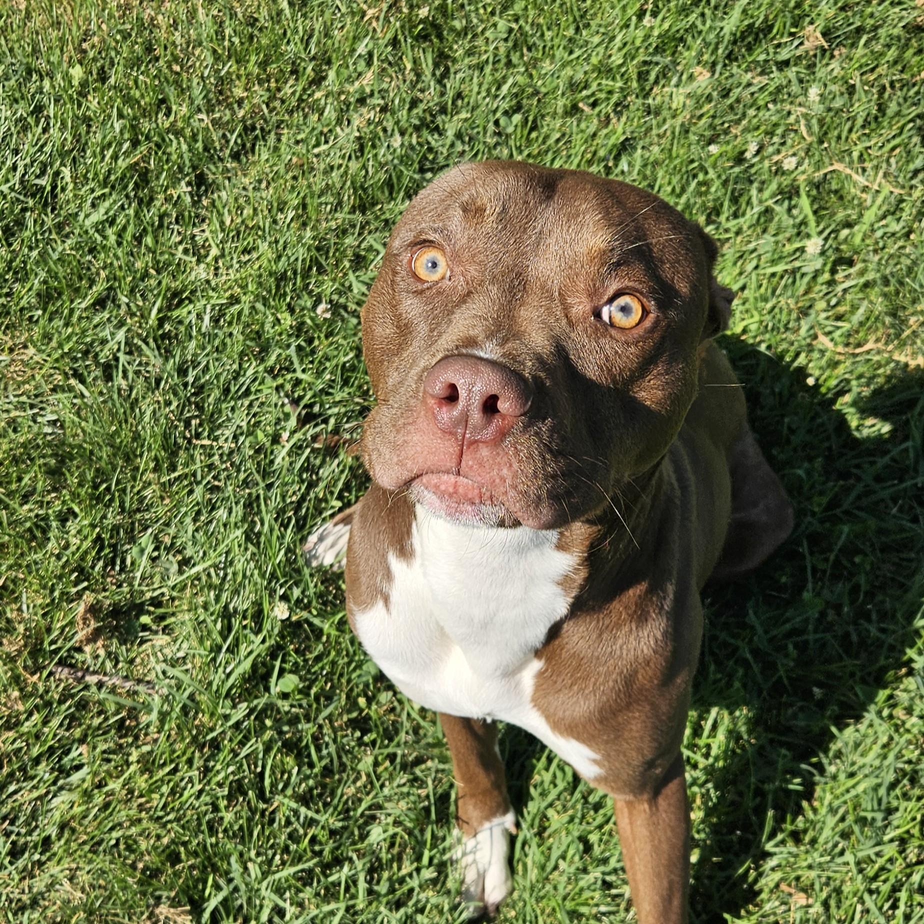 Chosen, an adopted mixed breed in Benton Harbor, MI image 4/5