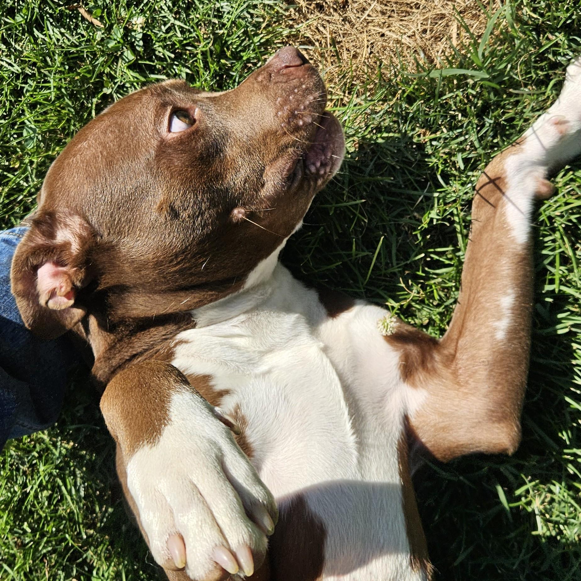 Chosen, adopted, Young Male Pit Bull Terrier.