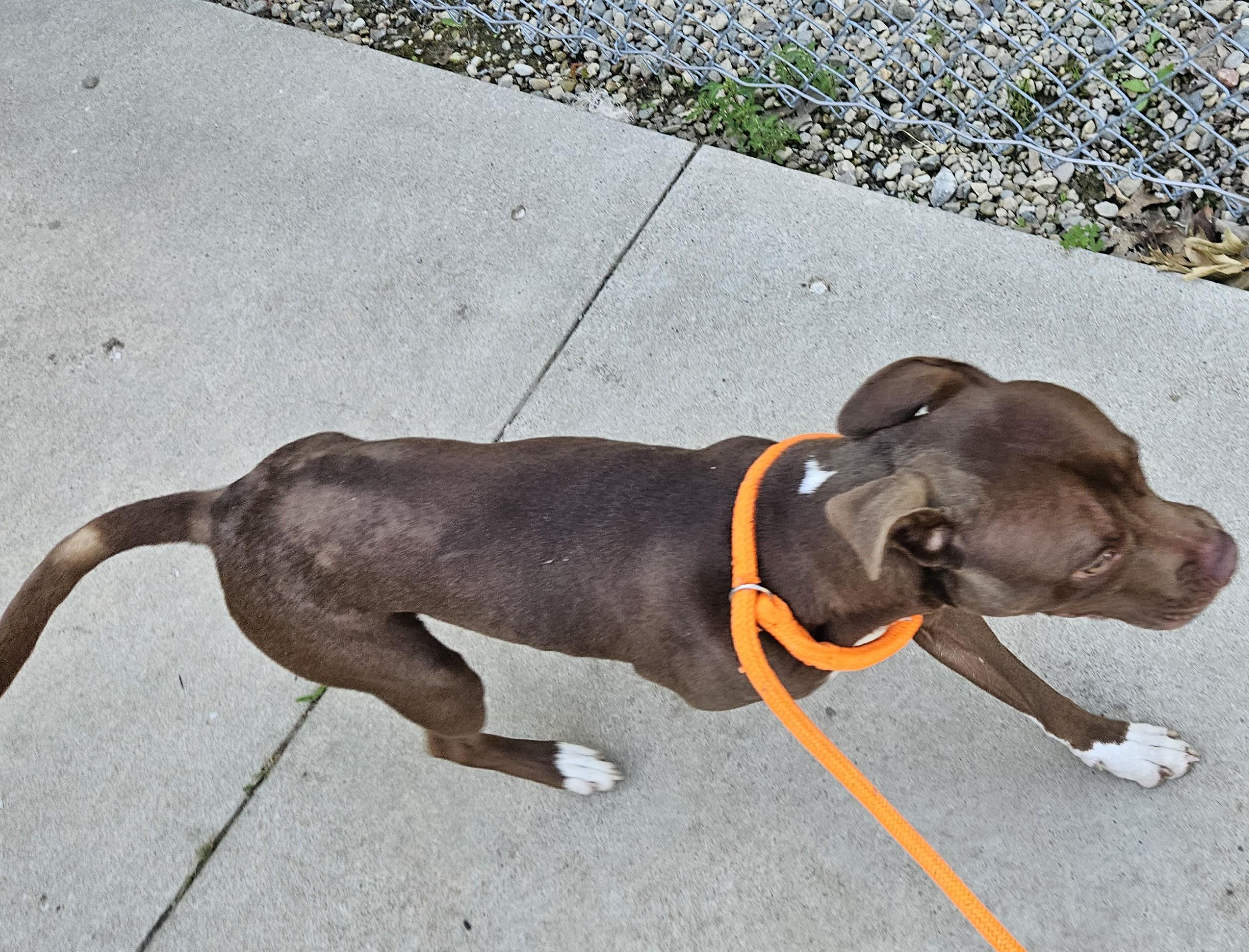 Chosen, an adopted mixed breed in Benton Harbor, MI image 2/5