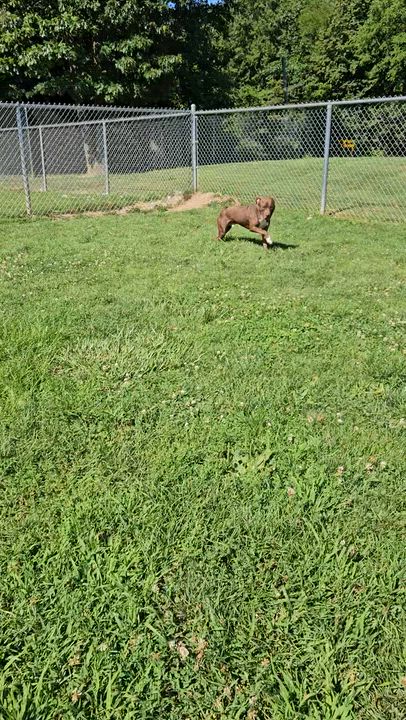 Enlarge Chosen, an adopted mixed breed in Benton Harbor, MI video 3/5
