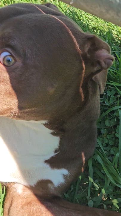 Enlarge Chosen, an adopted mixed breed in Benton Harbor, MI video 5/5