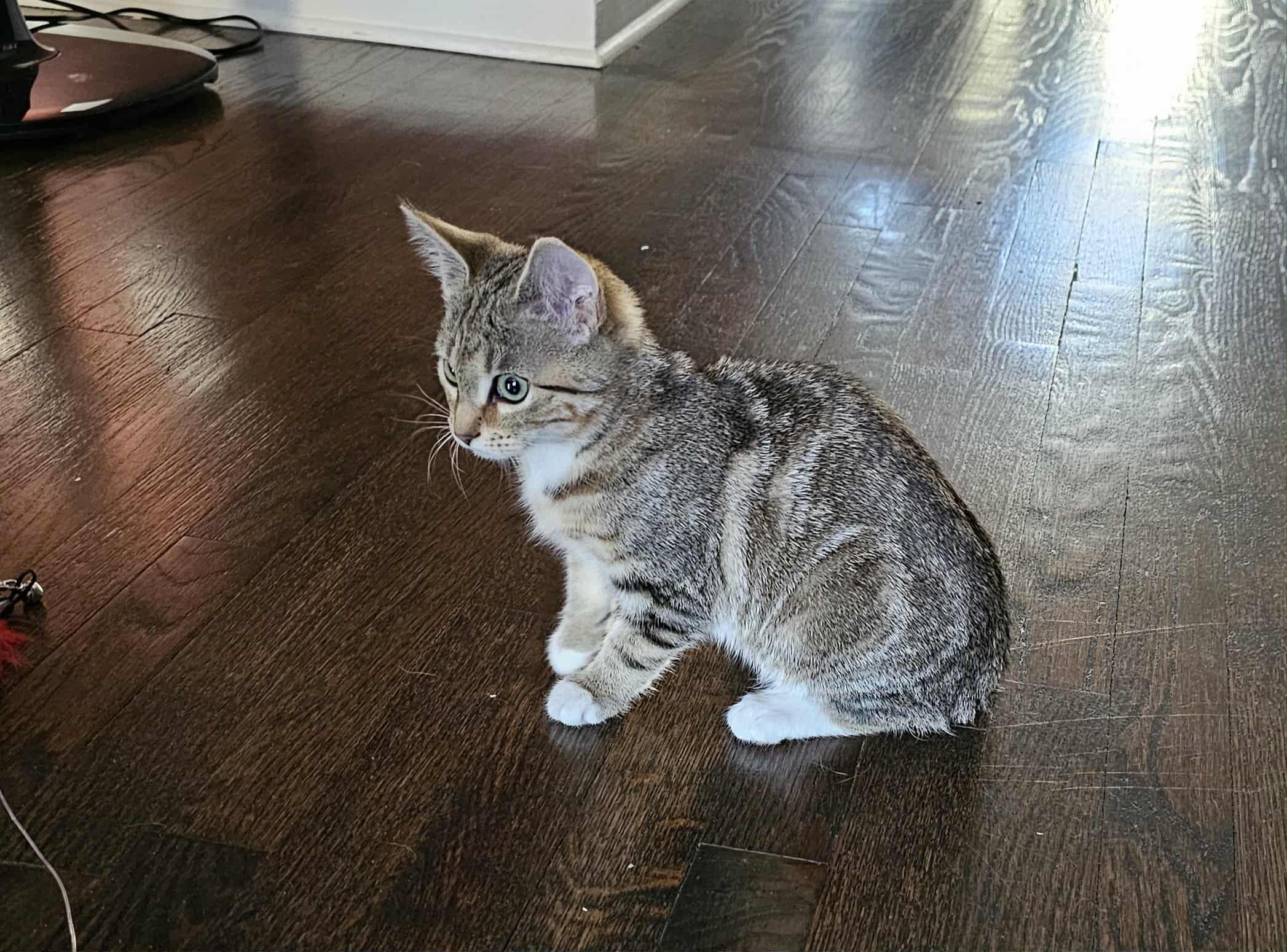 Luna, Adoptable, Kitten Female Domestic Short Hair.