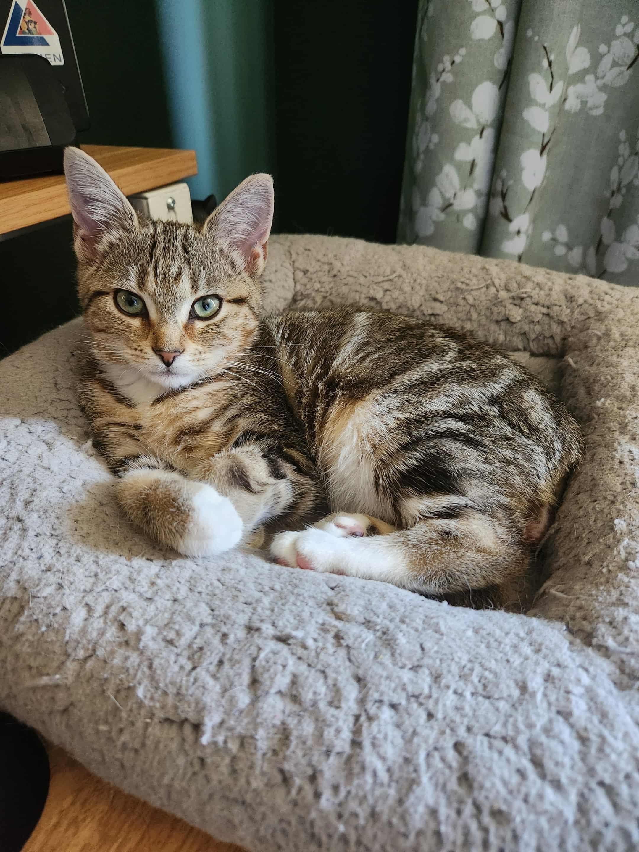 Enlarge Luna, a Adoptable Domestic Short Hair in Charlotte, NC image 4/5