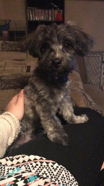 Tyson, Adopted, Senior Male Maltese & Poodle.