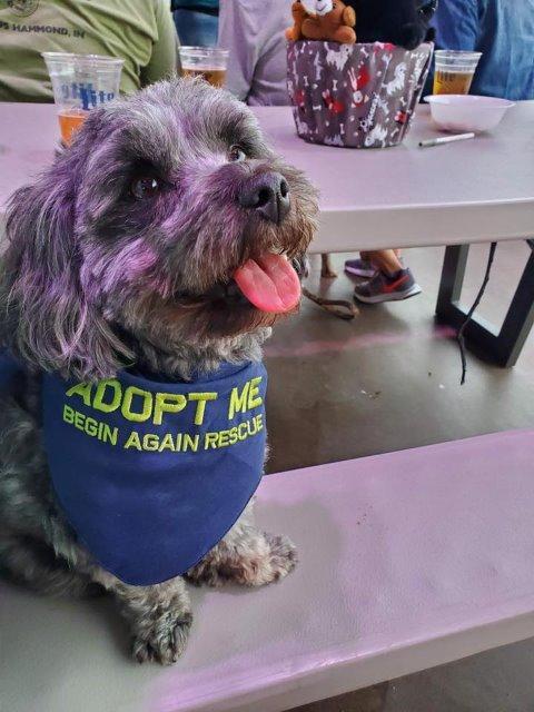 Enlarge Tyson, a Adopted mixed breed in Valparaiso, IN image 2/3