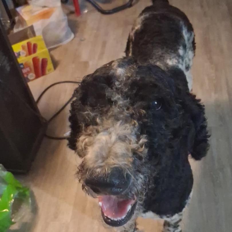 Enlarge Mickey, a Adoptable Poodle in Brattleboro, VT image 2/2