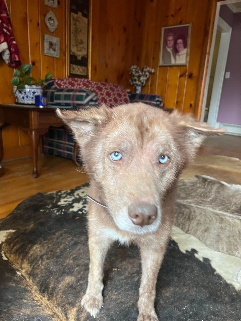 Willow, a Adoptable mixed breed in Mount Airy, NC image 2/4