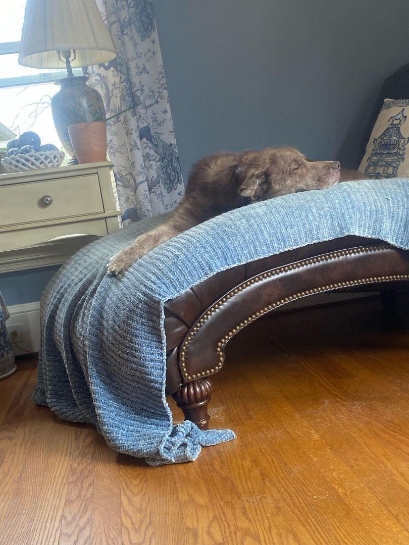 Willow, a Adoptable mixed breed in Mount Airy, NC image 3/4