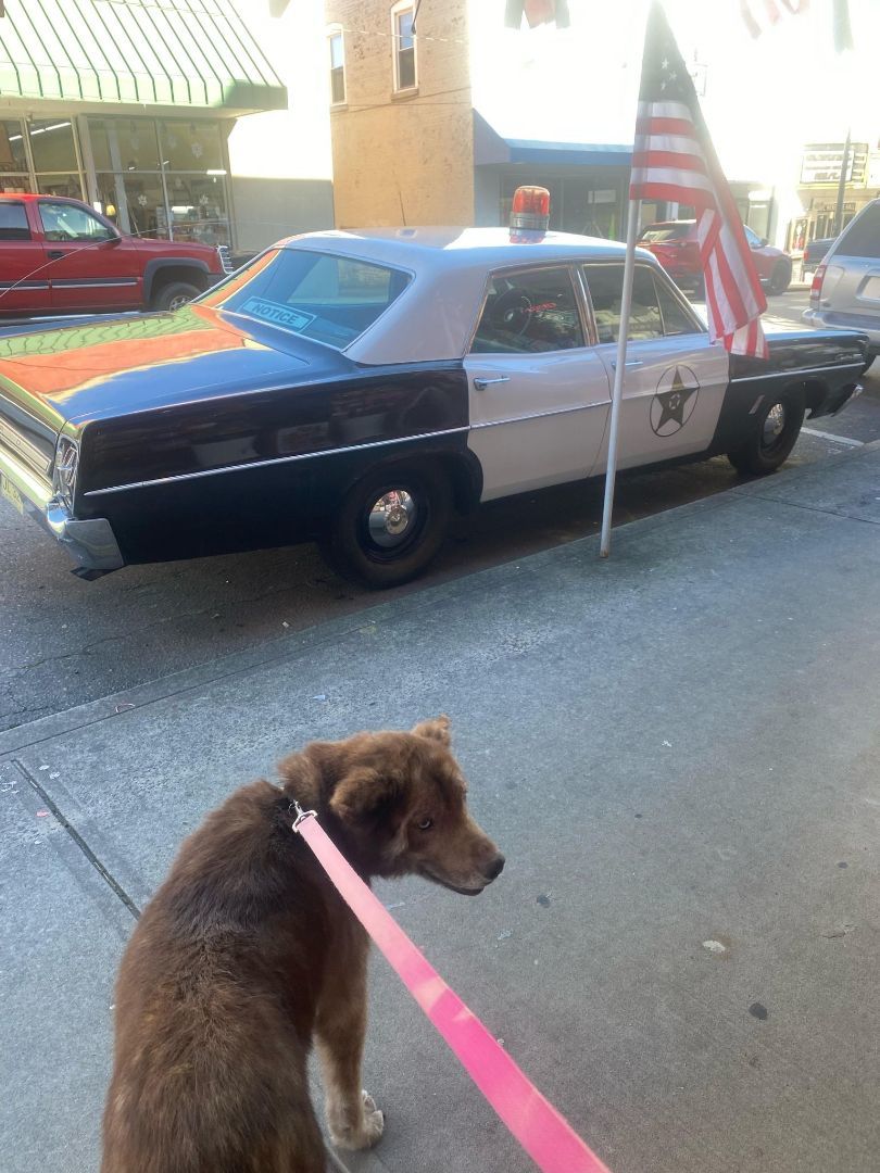 Willow, a Adoptable mixed breed in Mount Airy, NC image 4/4