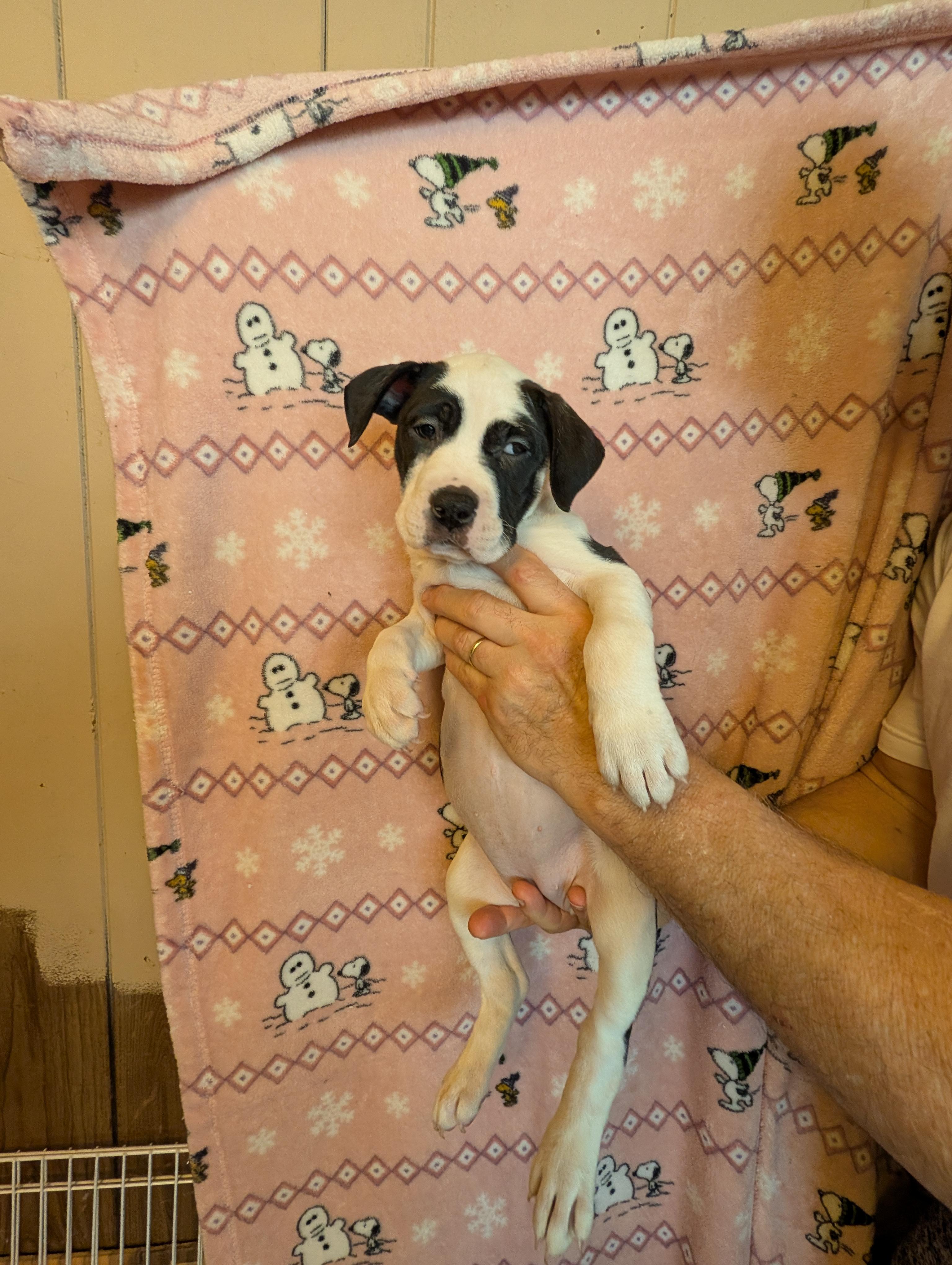 Enlarge JULIE, an adopted mixed breed in Browns Mills, NJ image 1/4