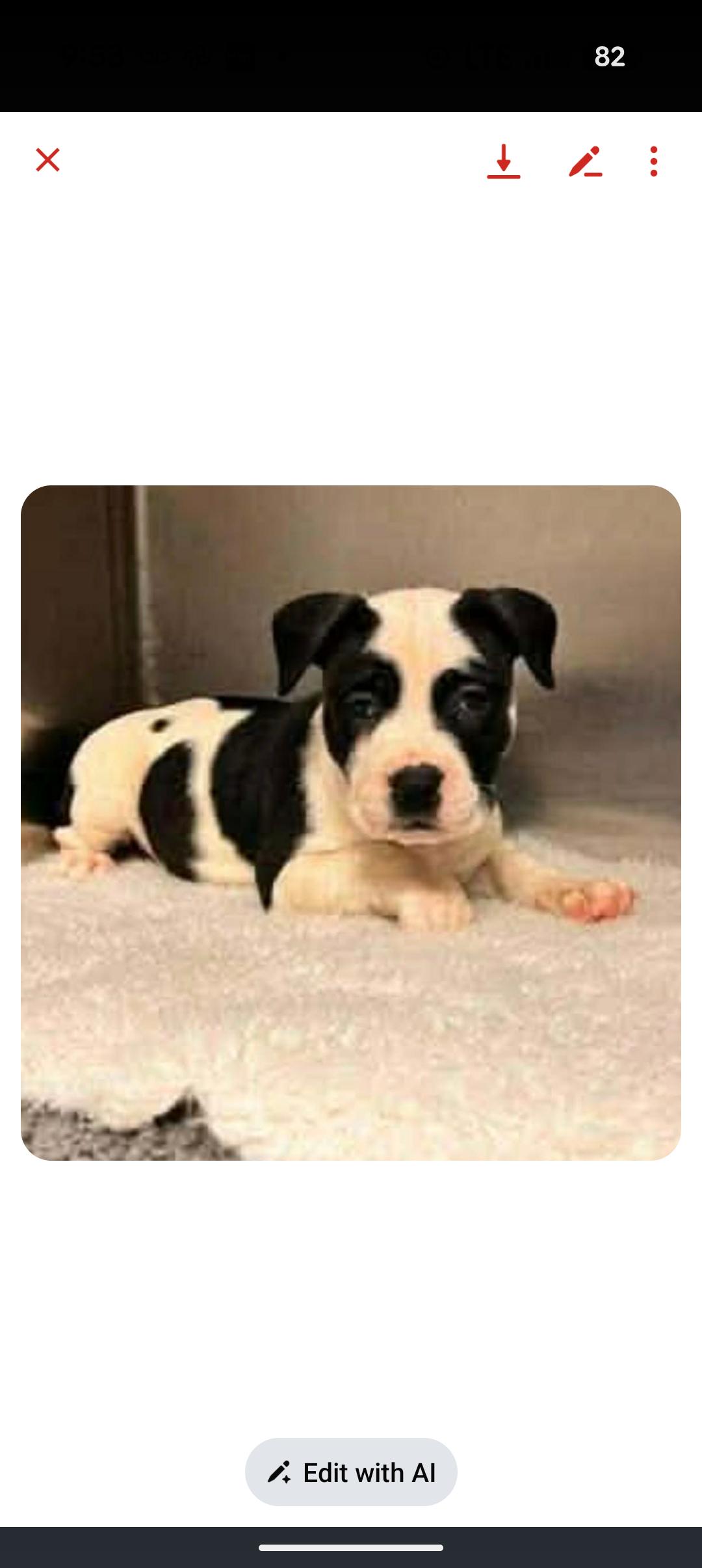 Enlarge JULIE, an adopted mixed breed in Browns Mills, NJ image 4/4