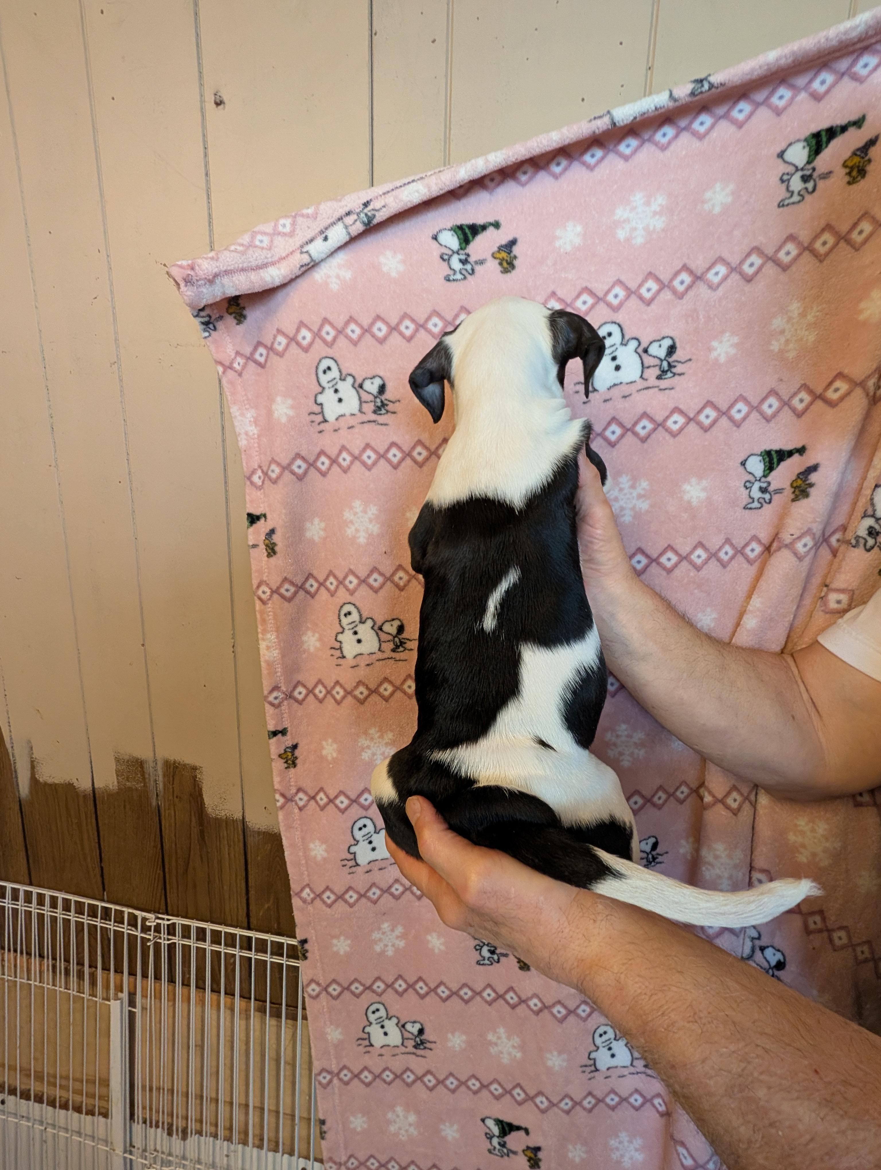 Enlarge JULIE, an adopted mixed breed in Browns Mills, NJ image 2/4