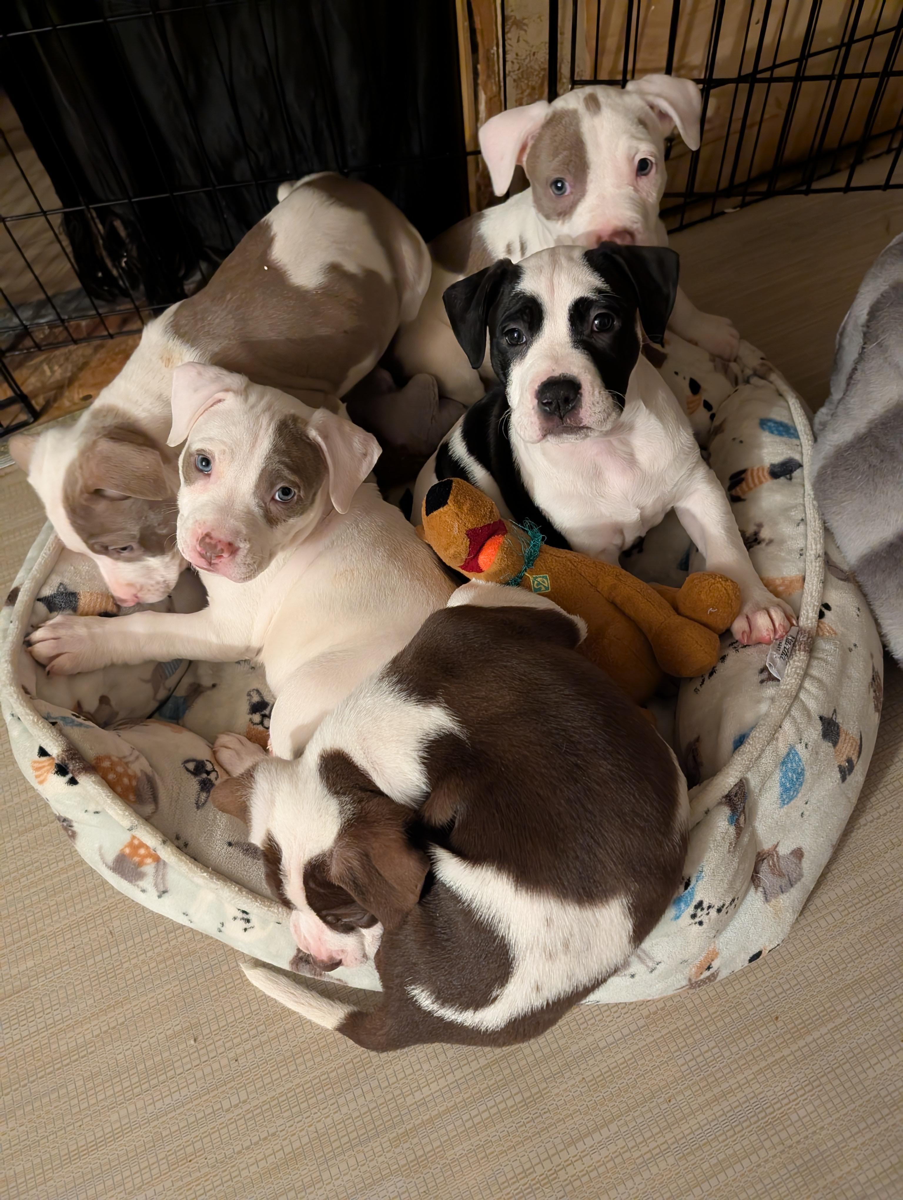 Enlarge JULIE, an adopted mixed breed in Browns Mills, NJ image 3/4