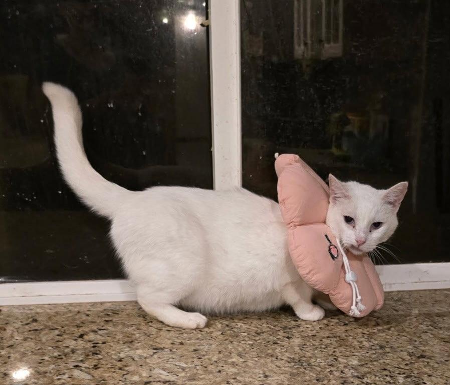 Enlarge Lily, a Adoptable Domestic Short Hair in Chandler, AZ image 1/1