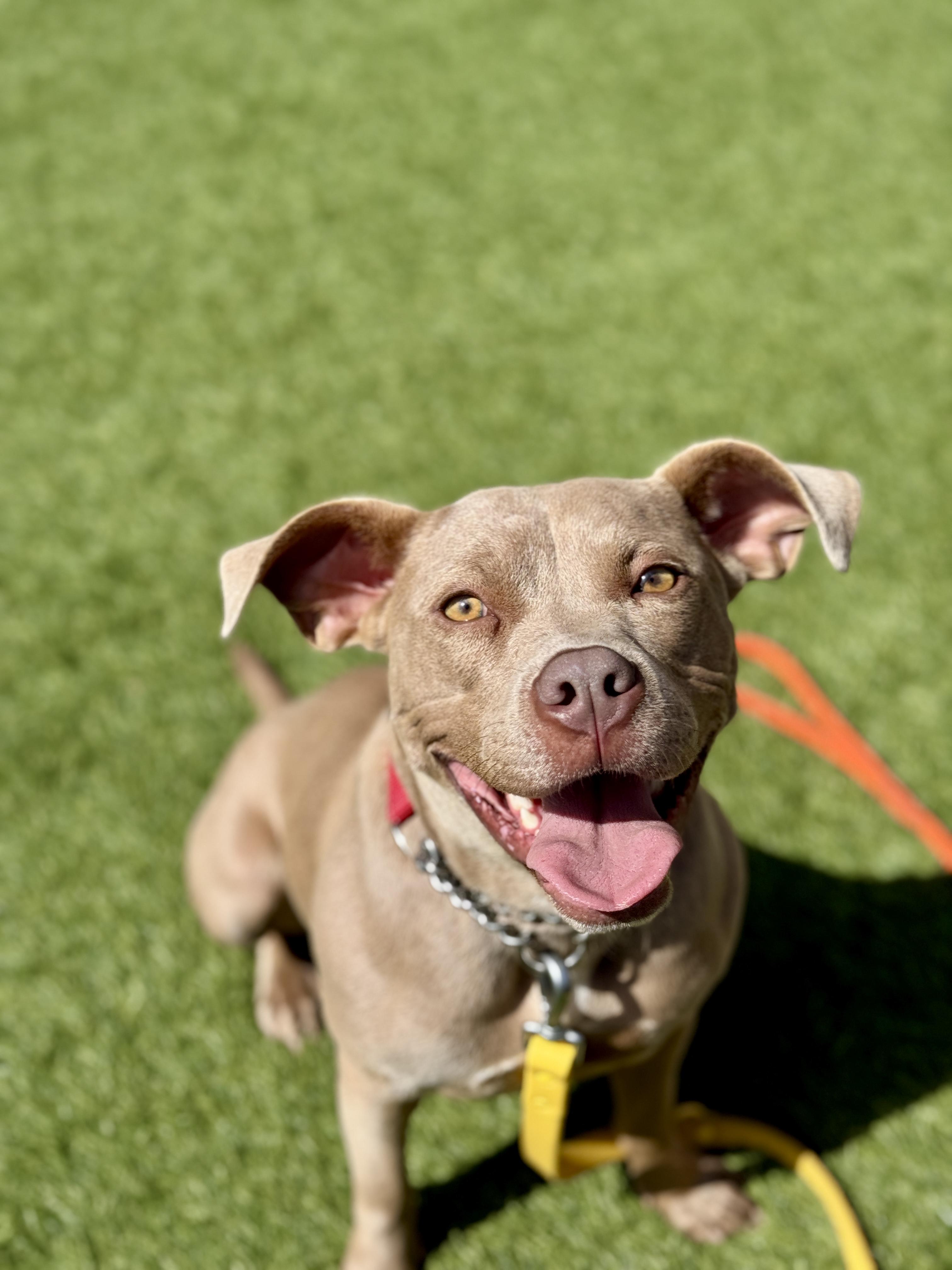 Meadow Pit Bull Terrier Dog