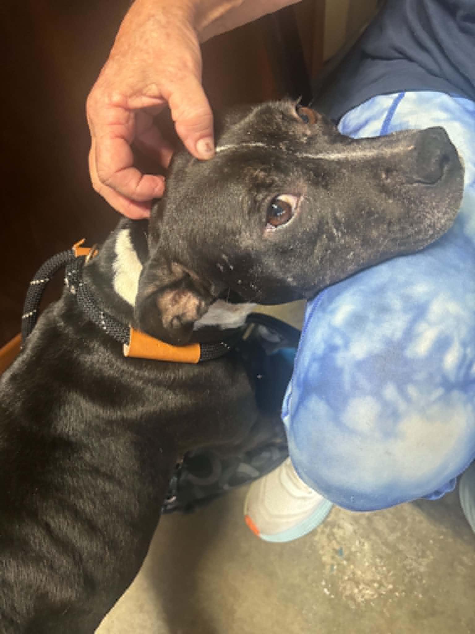 Windy, an adopted Pit Bull Terrier in Independence, MO image 3/6