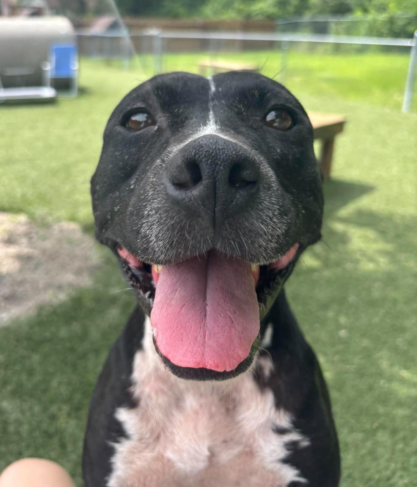 Windy, an adopted Pit Bull Terrier in Independence, MO image 6/6