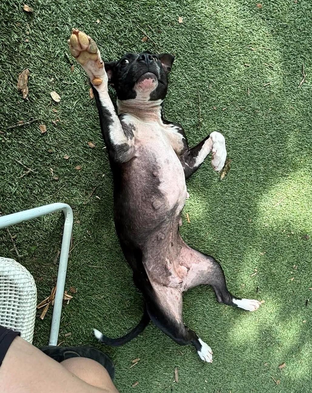 Windy, an adopted Pit Bull Terrier in Independence, MO image 5/6