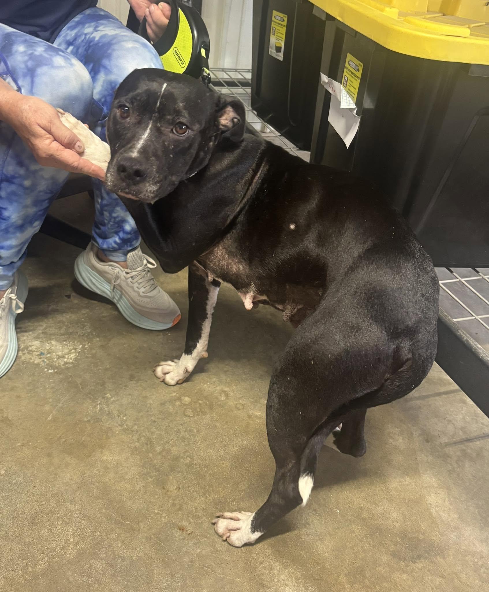 Windy, an adopted Pit Bull Terrier in Independence, MO image 2/6