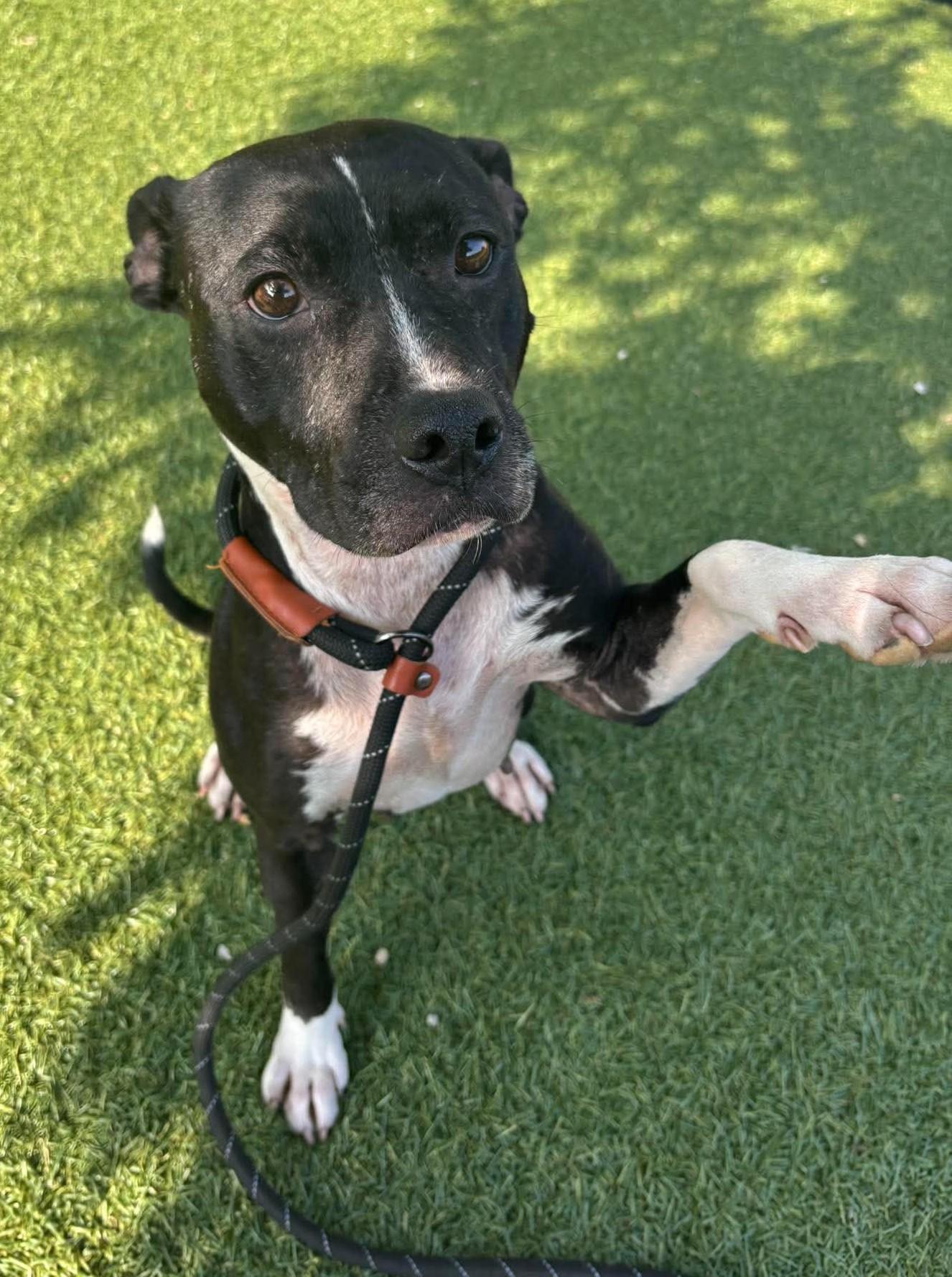 Windy, adopted, Senior Female Pit Bull Terrier.