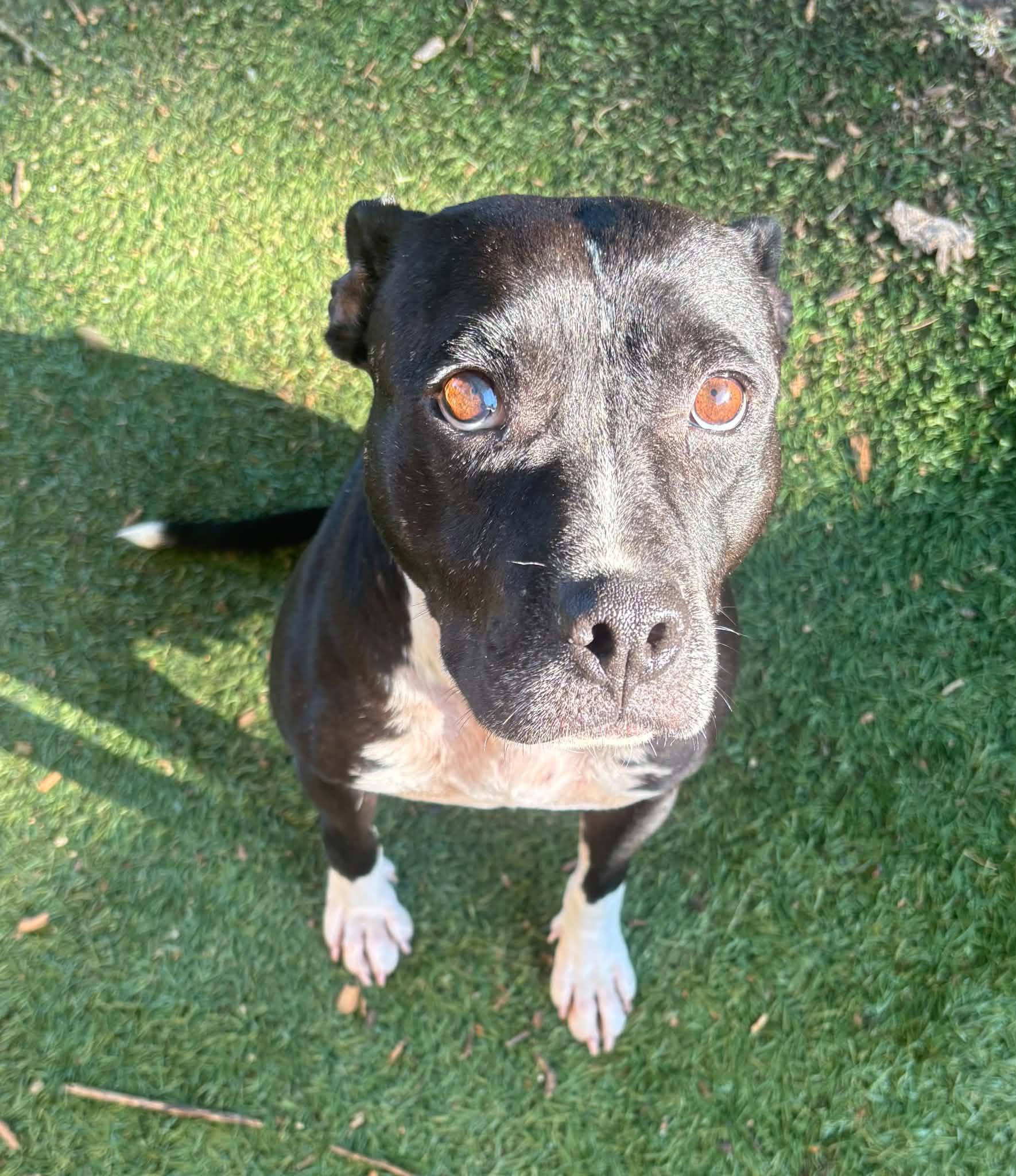 Windy, an adopted Pit Bull Terrier in Independence, MO image 4/6