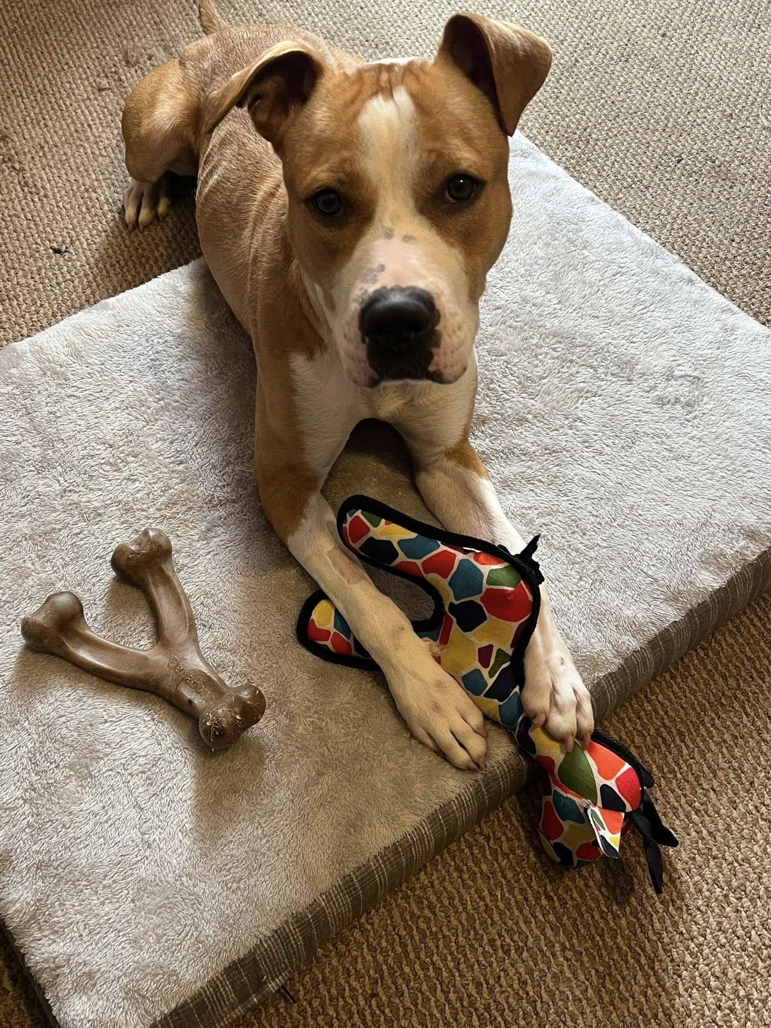 Enlarge Cody, a ADOPTABLE mixed breed in Derby, NY image 1/5