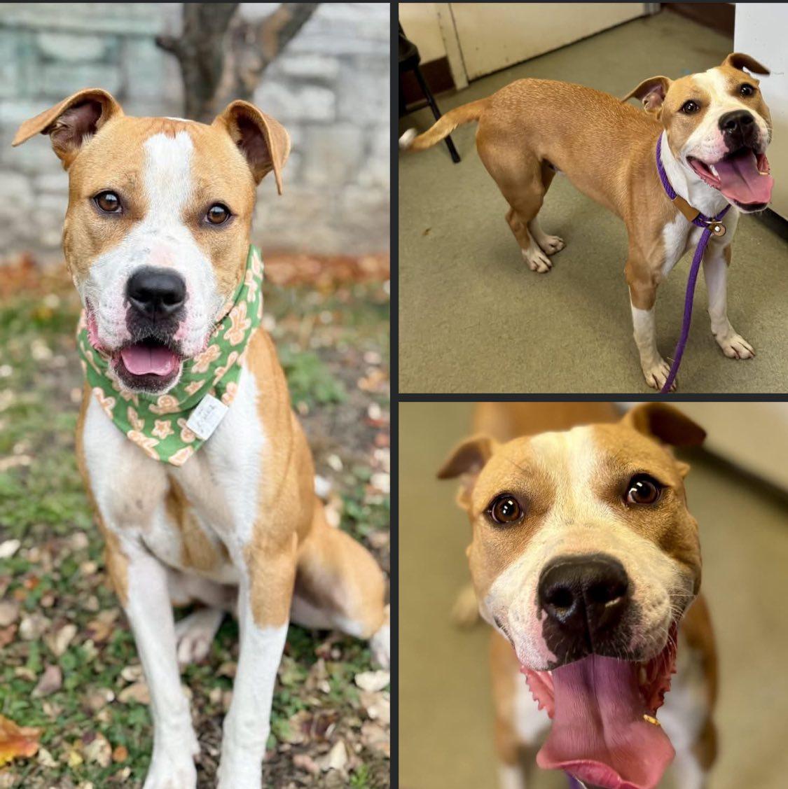 Enlarge Cody, a ADOPTABLE mixed breed in Derby, NY image 3/5