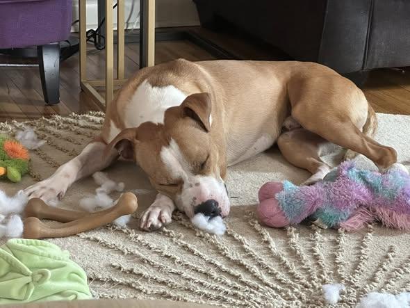 Enlarge Cody, a ADOPTABLE mixed breed in Derby, NY image 2/5