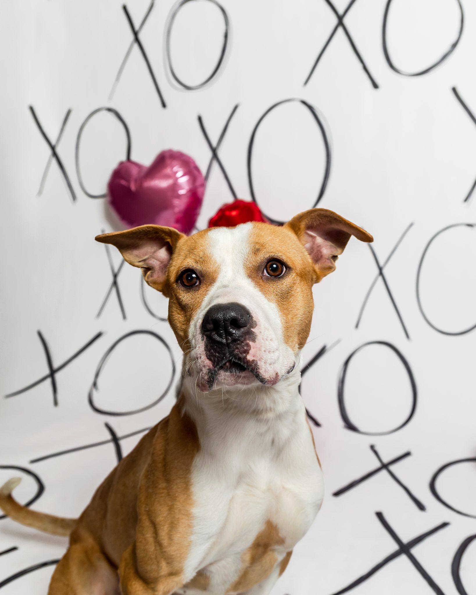 Enlarge Cody, a ADOPTABLE mixed breed in Derby, NY image 4/5