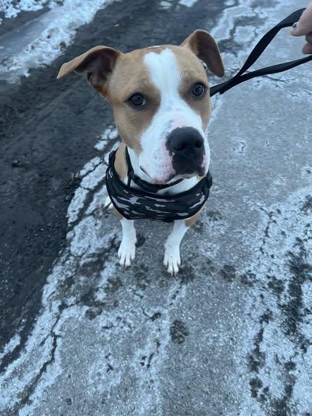 Enlarge Cody, a ADOPTABLE mixed breed in Derby, NY image 5/5