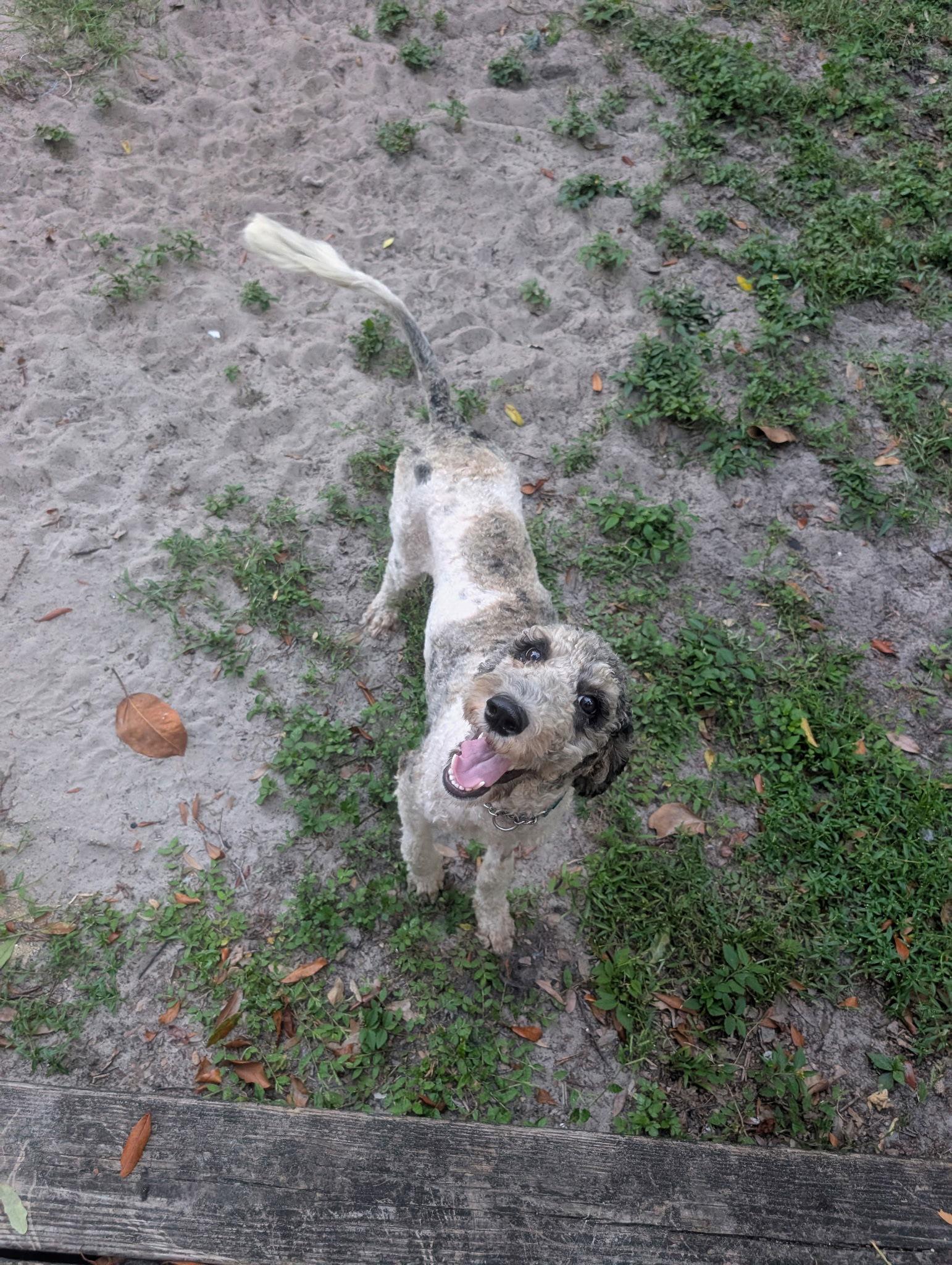 Blitz, Adoptable, Young Female Standard Poodle.