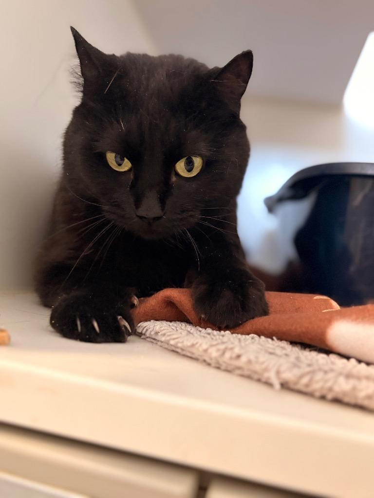 Enlarge Onyx (Fire Lake), a Adoptable mixed breed in Ashland, WI image 1/6