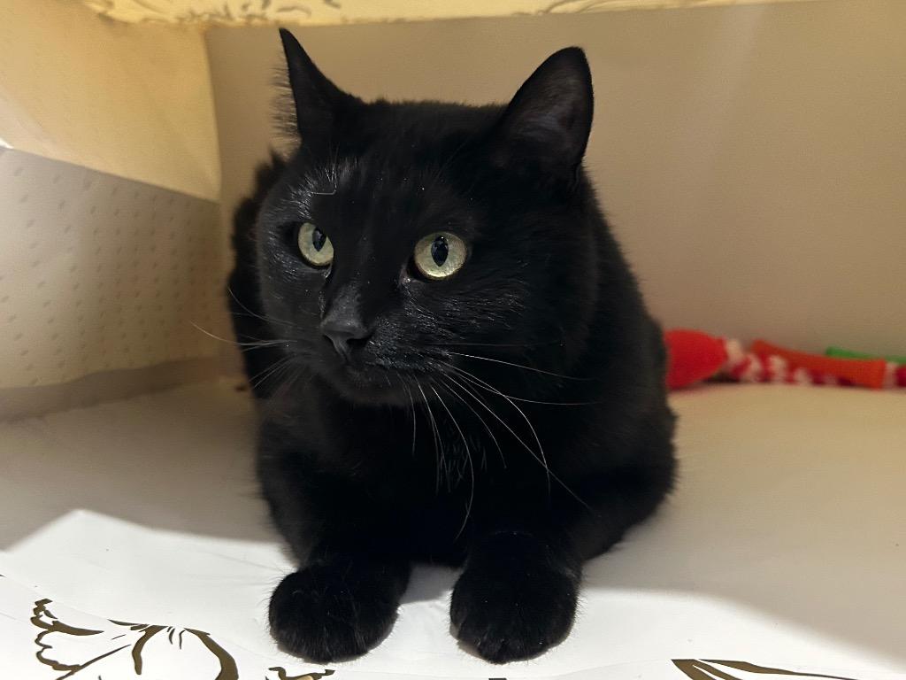 Enlarge Onyx (Fire Lake), a Adoptable mixed breed in Ashland, WI image 3/6