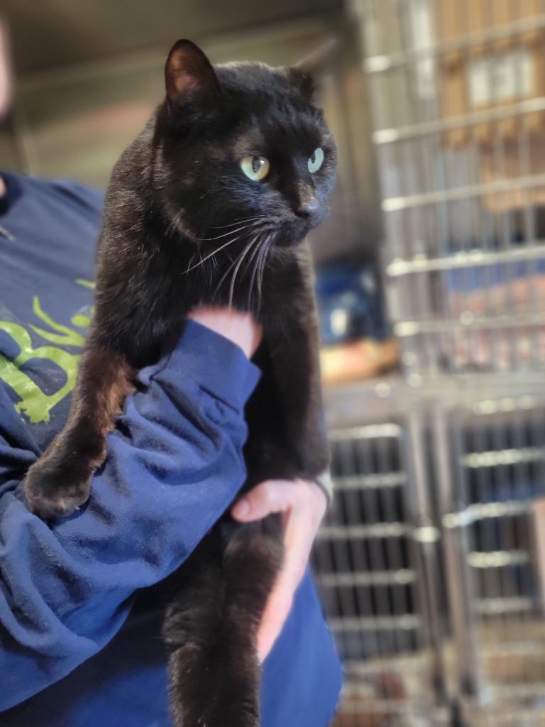 Onyx (Fire Lake), a Adoptable mixed breed in Ashland, WI image 2/4