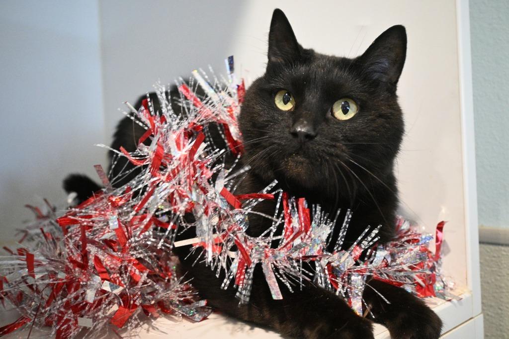 Enlarge Onyx (Fire Lake), a Adoptable mixed breed in Ashland, WI image 6/6