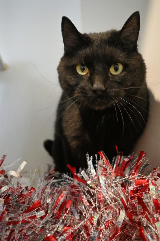 Onyx (Fire Lake), a Adoptable mixed breed in Ashland, WI image 3/4