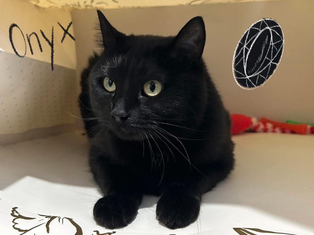 Enlarge Onyx (Fire Lake), a Adoptable mixed breed in Ashland, WI image 6/6