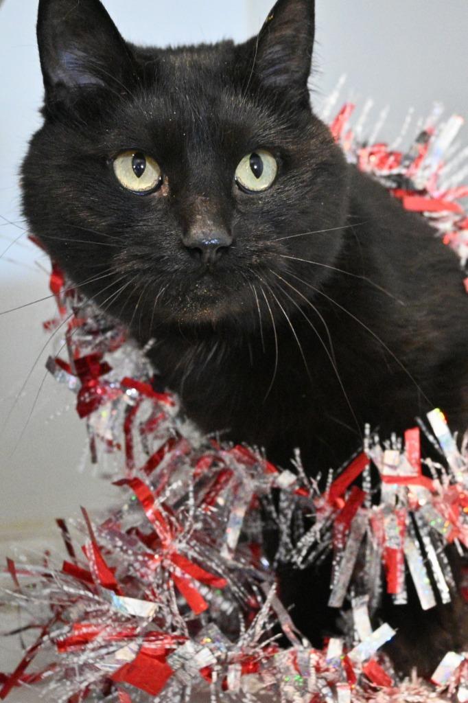 Onyx (Fire Lake), a Adoptable mixed breed in Ashland, WI image 4/4