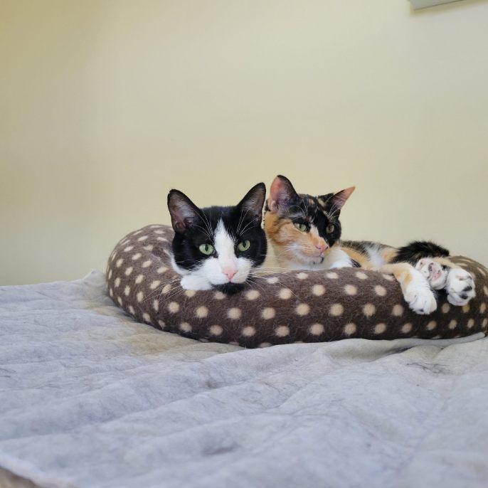 Enlarge Molly - Sponsored by Andrea D. (Walli), a Adopted Domestic Short Hair in Markham, ON image 1/3