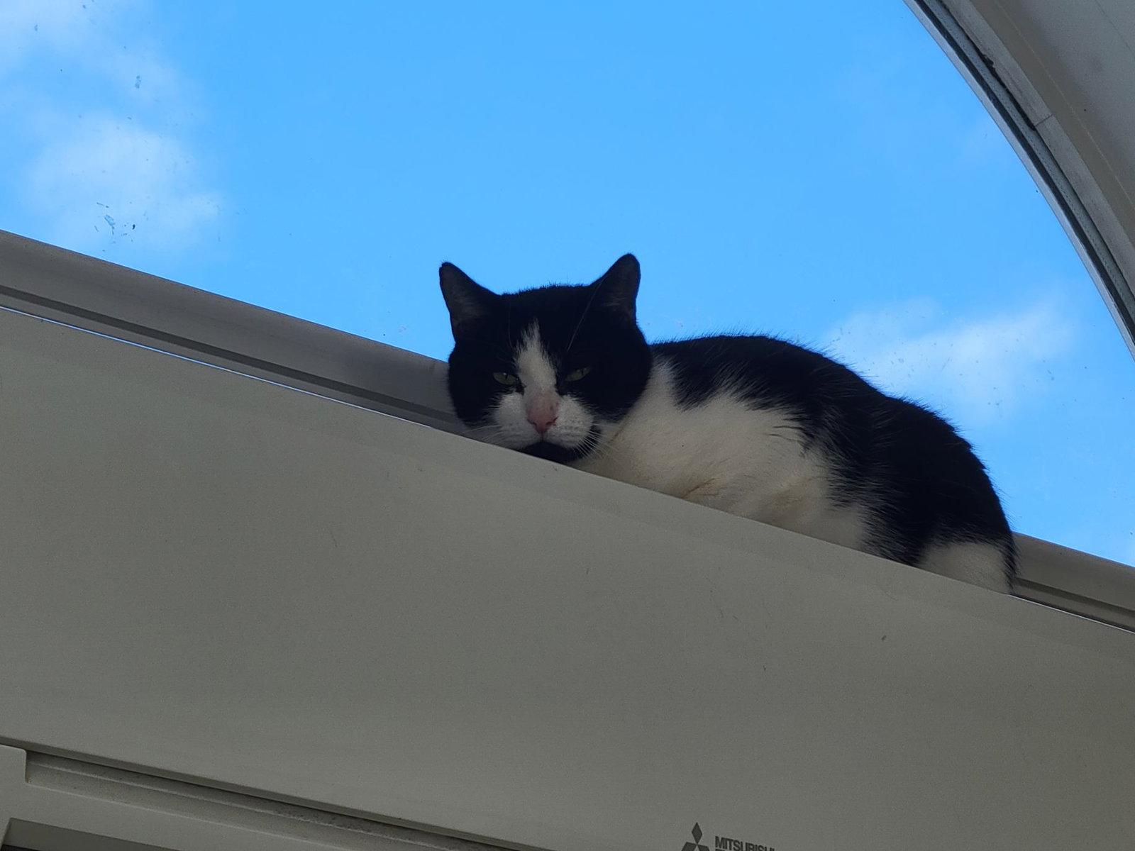 Enlarge Molly - Sponsored by Andrea D. (Walli), a Adopted Domestic Short Hair in Markham, ON image 2/3