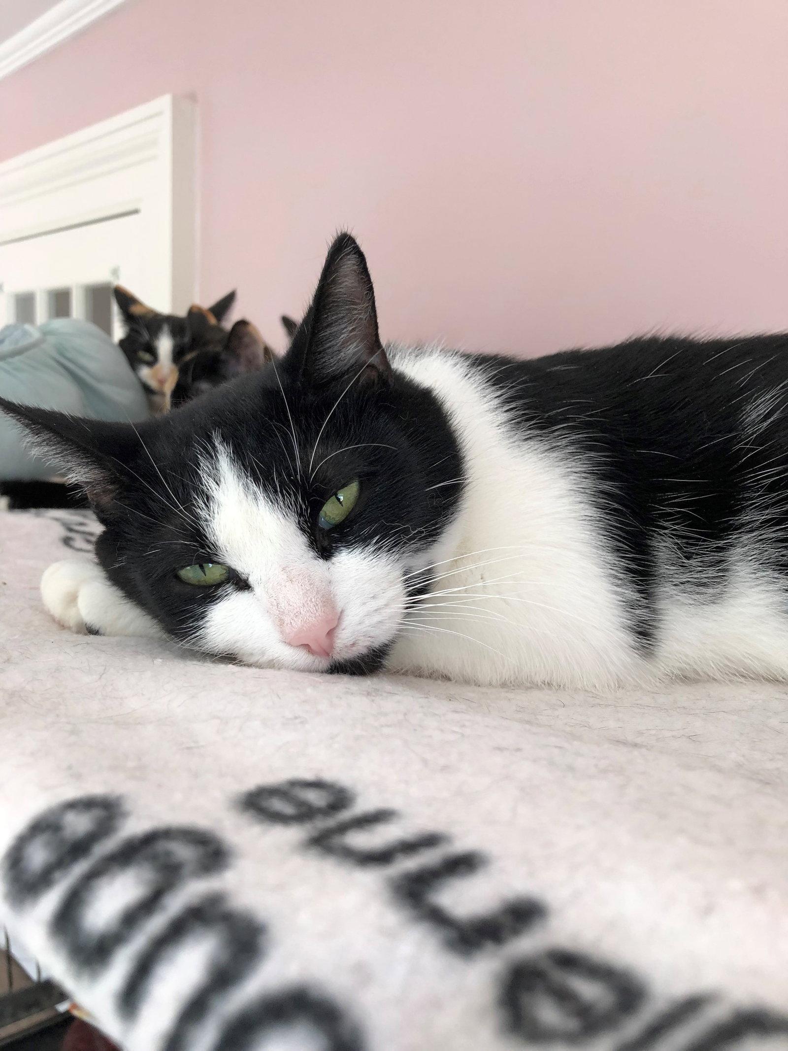 Enlarge Molly - Sponsored by Andrea D. (Walli), a Adopted Domestic Short Hair in Markham, ON image 3/3