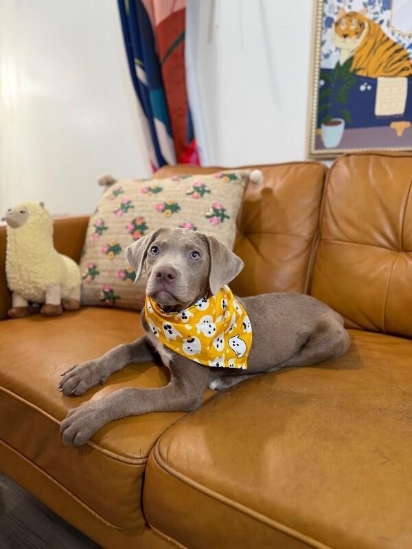 Ryan Ark, Adopted, Puppy Male Weimaraner & Labrador Retriever.
