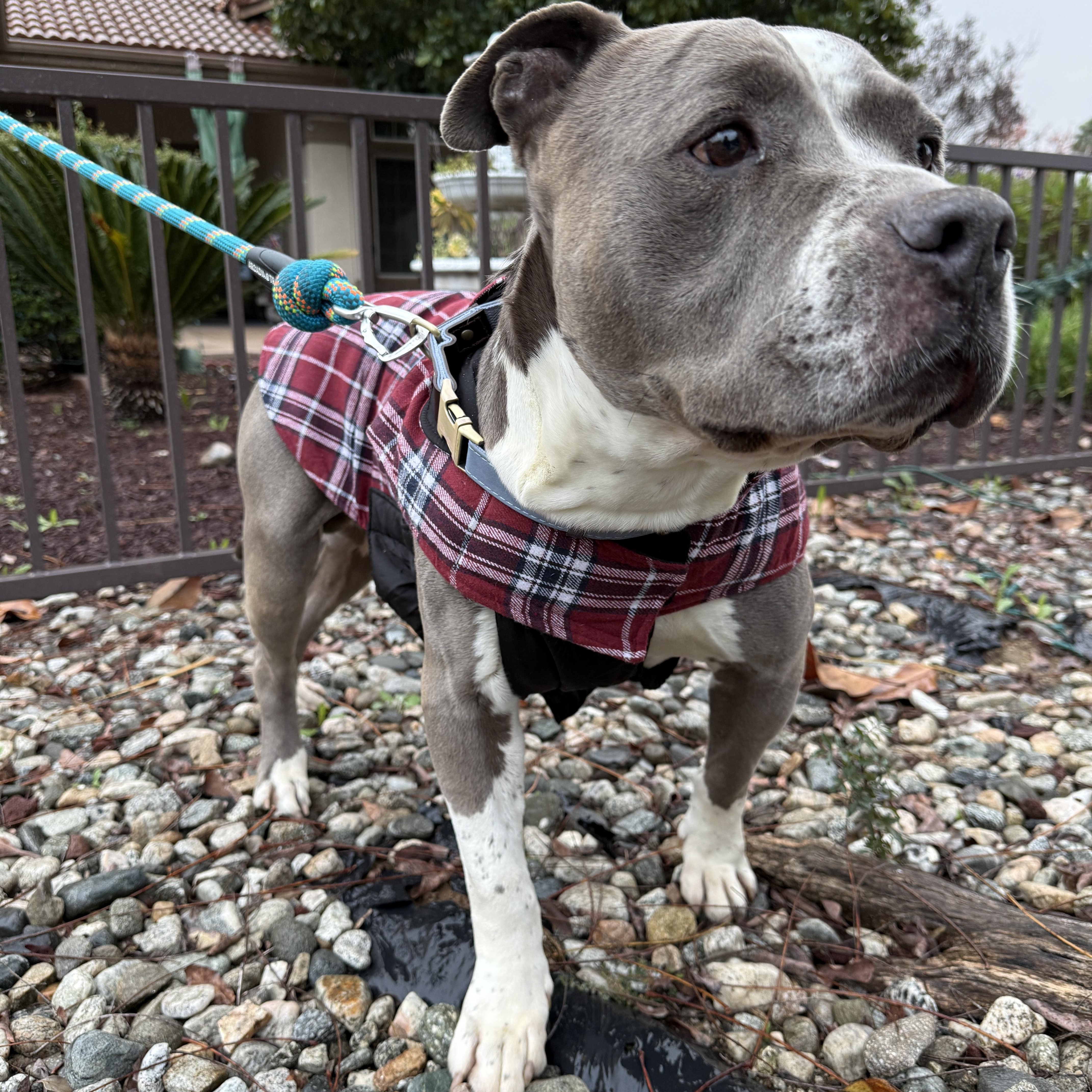 Bennett, ADOPTABLE, Adult Male American Staffordshire Terrier.