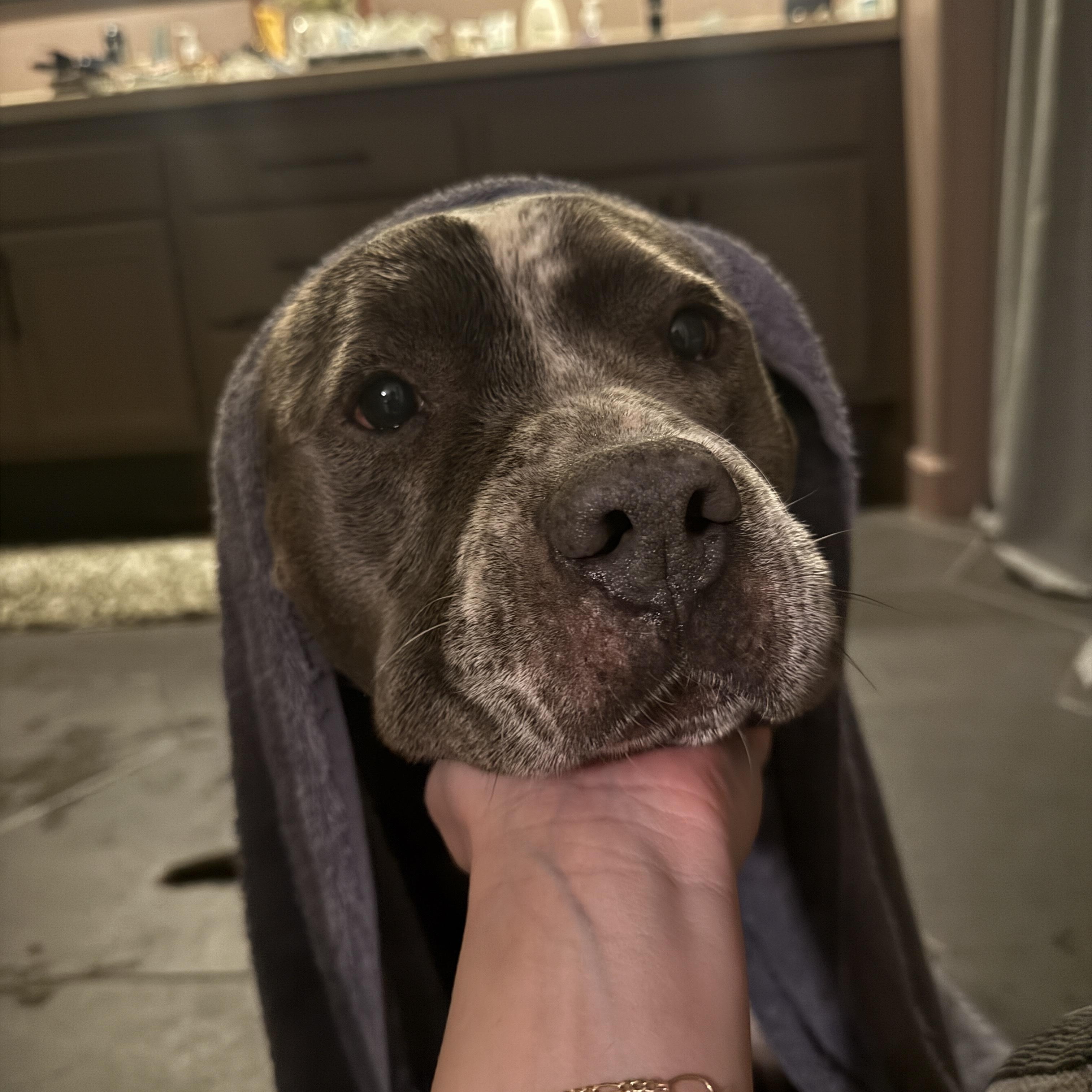 Bennett, a ADOPTABLE mixed breed in Wildomar , CA image 3/3